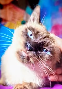 Prince Of Purringham - Photo 2