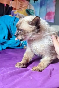 Prince Of Purringham - Photo 3