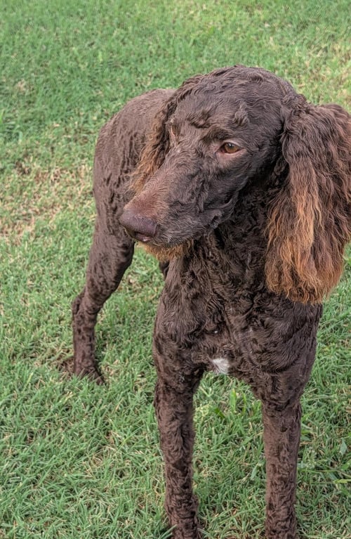 ROCK STAR - Poodle (Standard) available for adoption