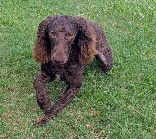 ROCK STAR - Poodle (Standard) for adoption in Chandler
