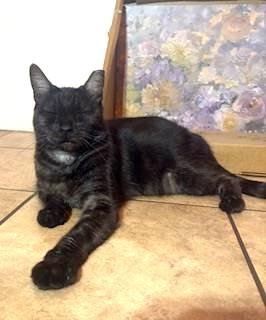 BABY SHRIMP - Domestic Short Hair available for adoption