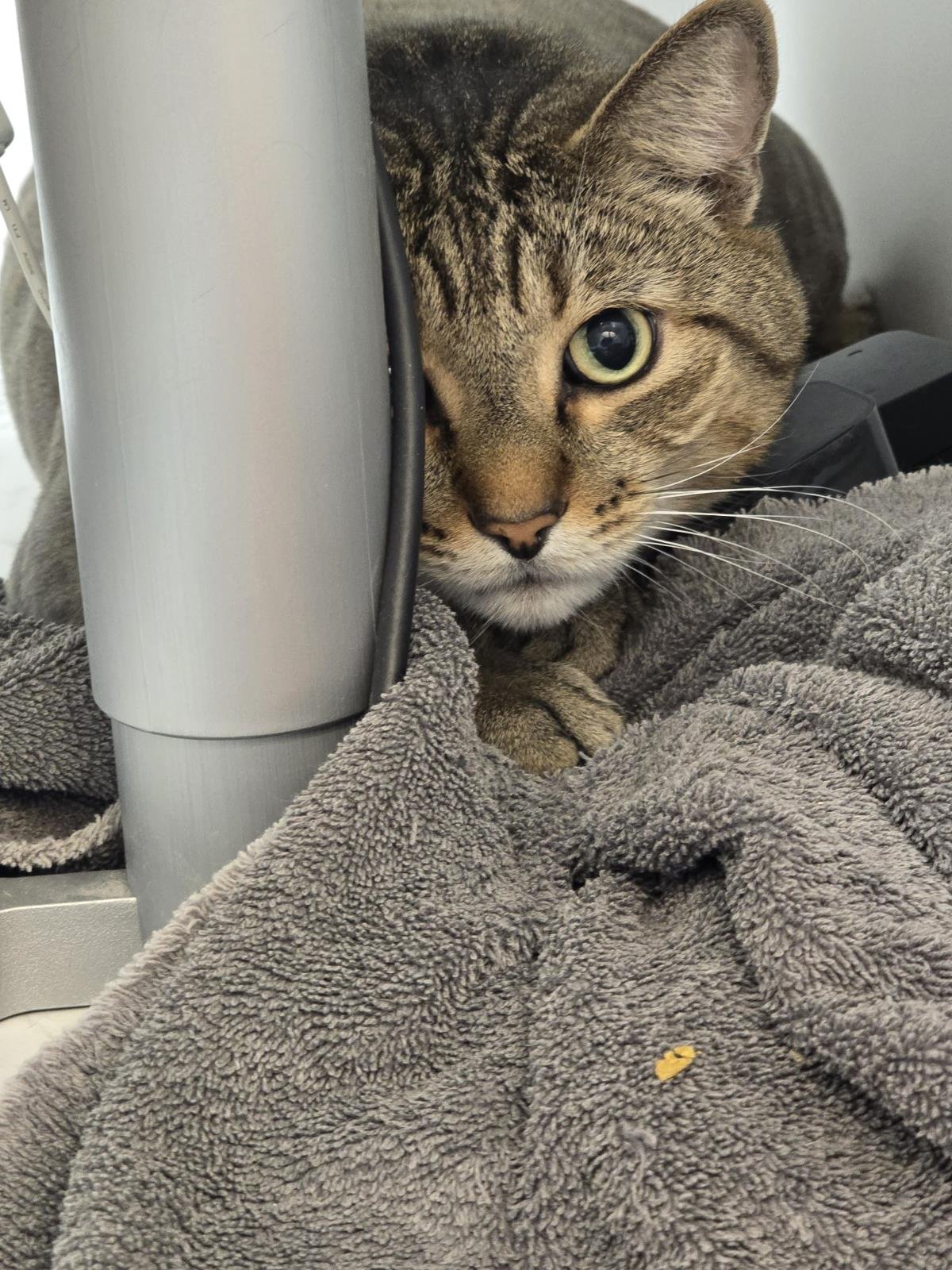 GRADY PETERS - Domestic Medium Hair available for adoption