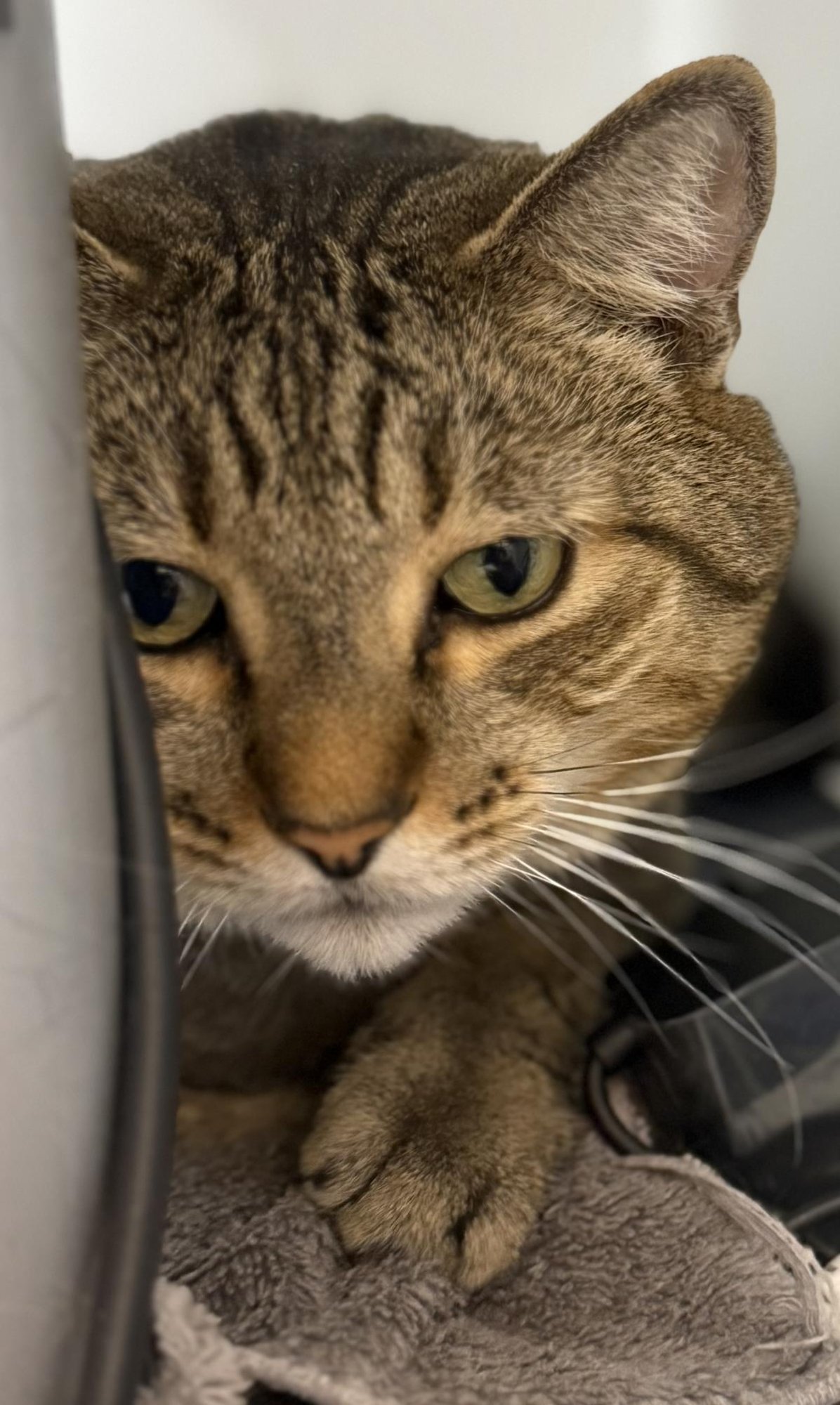 GRADY PETERS - Domestic Medium Hair available for adoption