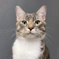 Kiwi Nimbus - Photo 1