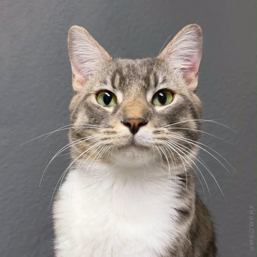 KIWI NIMBUS - Domestic Short Hair available for adoption