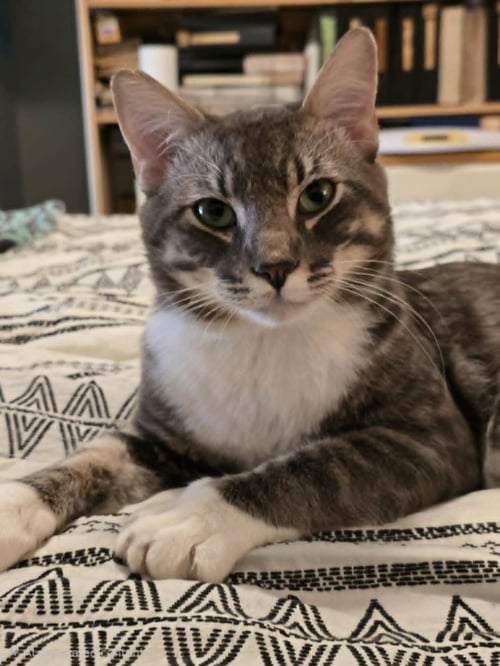 KIWI NIMBUS - Domestic Short Hair available for adoption