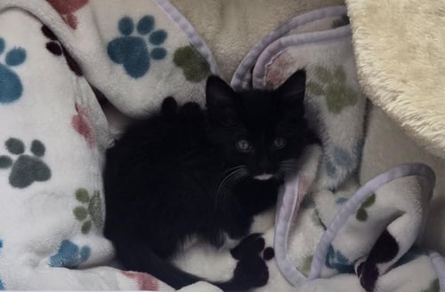 RUFFRUNNER NIGHTLIGHT - Domestic Medium Hair available for adoption