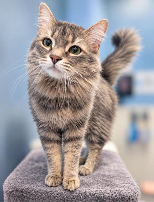 MIDNA TWILIGHT BONDED TO LINK - Domestic Long Hair / Tabby available for adoption