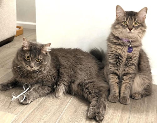 MIDNA TWILIGHT BONDED TO LINK - Domestic Long Hair / Tabby available for adoption