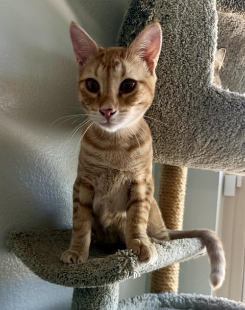 RODDY RAMBLER - Tabby / Domestic Short Hair available for adoption