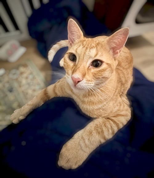 RODDY RAMBLER - Tabby / Domestic Short Hair for adoption in Chandler