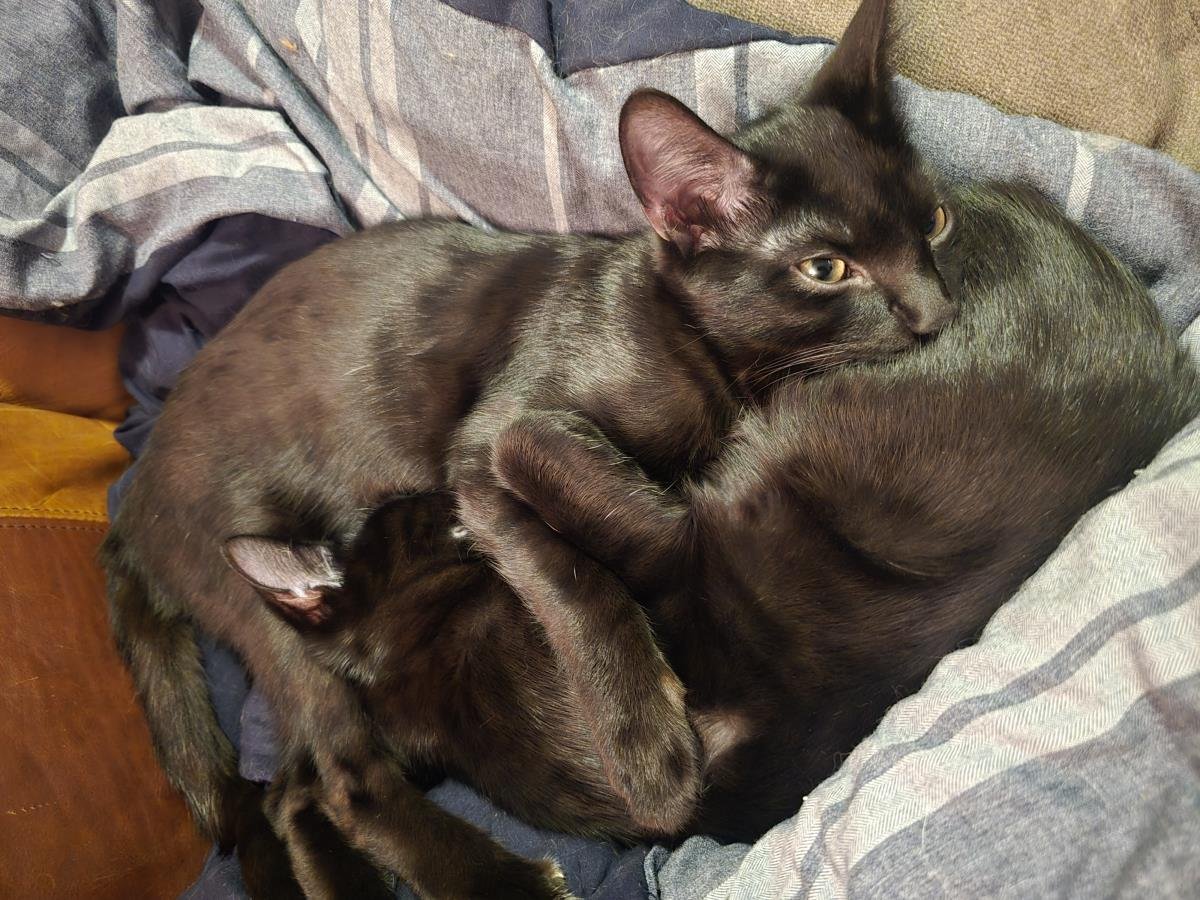 TIPS HONEYBUN BONDED WITH LILLY HONEYBUN - Domestic Short Hair available for adoption