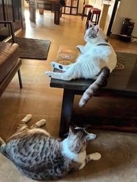 Marshmallow Muffinmaker Bonded With Simon - Photo 4