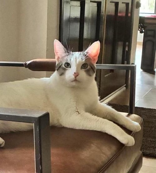 MARSHMALLOW MUFFINMAKER BONDED WITH SIMON - Domestic Short Hair available for adoption