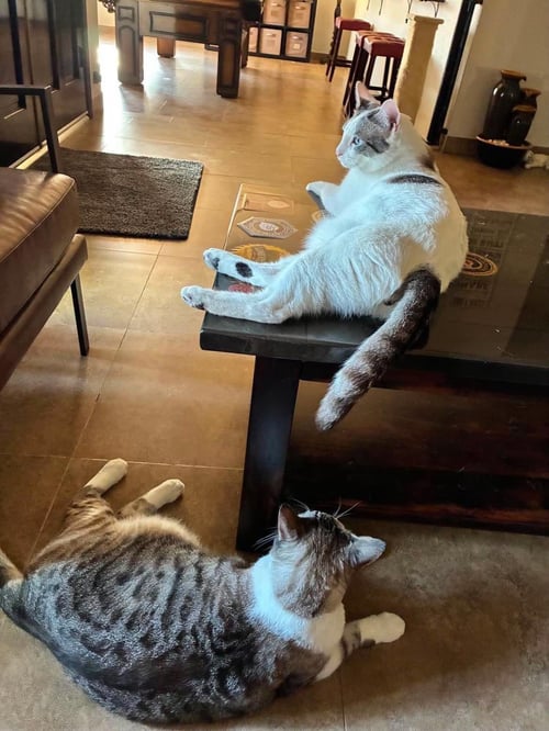 MARSHMALLOW MUFFINMAKER BONDED WITH SIMON - Domestic Short Hair available for adoption