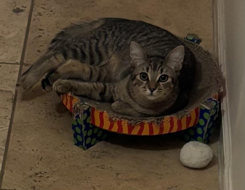 POPPY PURRSOME - Domestic Short Hair available for adoption