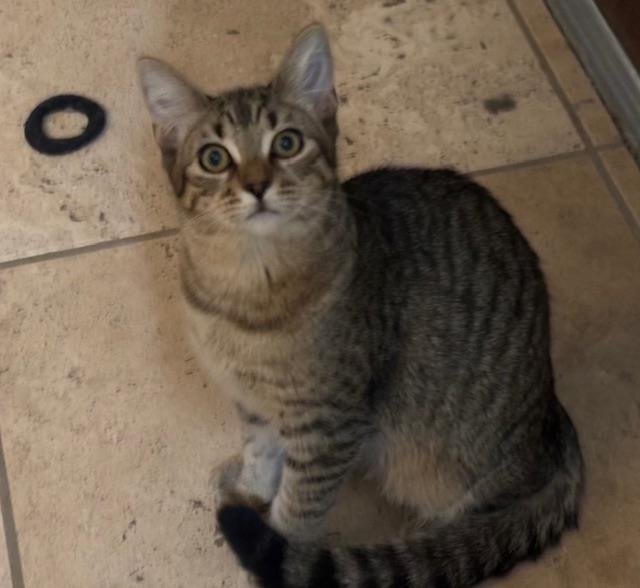 Poppy Purrsome - Photo 4