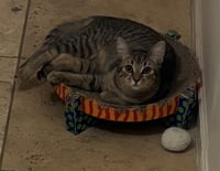 Poppy Purrsome - Photo 2