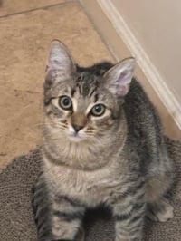 Poppy Purrsome - Photo 3