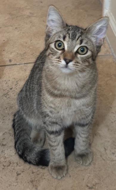 POPPY PURRSOME - Domestic Short Hair for adoption in Chandler