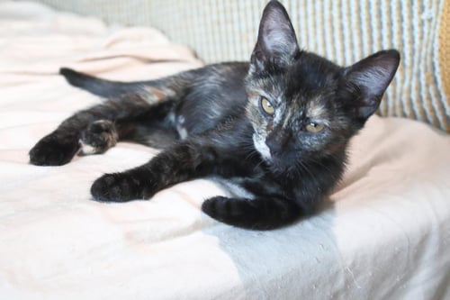 CECE MOON - Domestic Short Hair / Tortoiseshell available for adoption