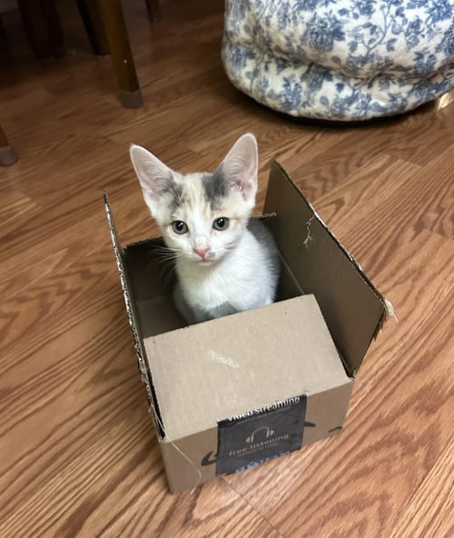 RUDY JACKSON - Dilute Calico / Domestic Short Hair available for adoption