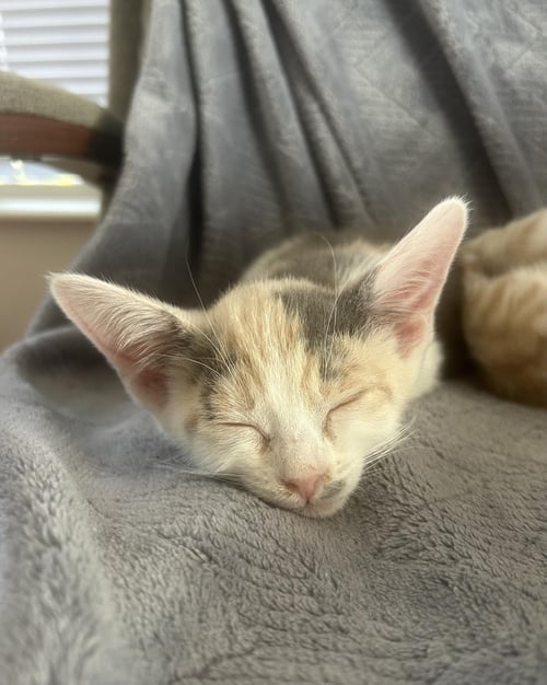 RUDY JACKSON - Dilute Calico / Domestic Short Hair available for adoption