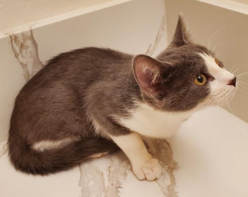 WILLOW ADAIR - Domestic Short Hair available for adoption