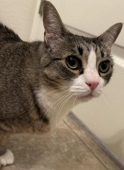 ALEXANDRA KAREV - Domestic Short Hair / Tabby available for adoption
