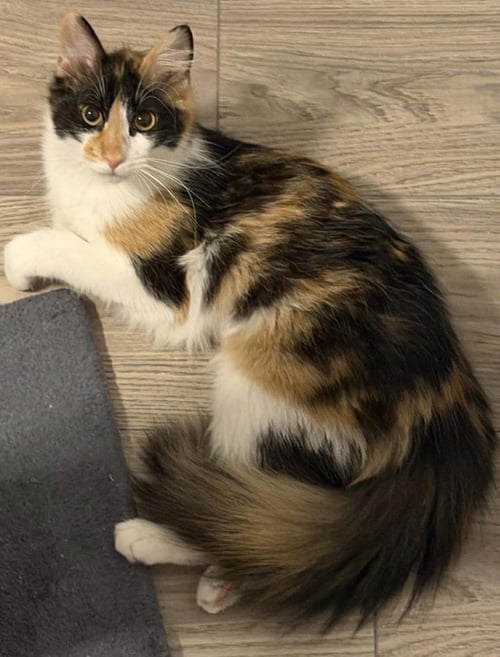 BJORK BISCUITS - Calico / Domestic Medium Hair available for adoption