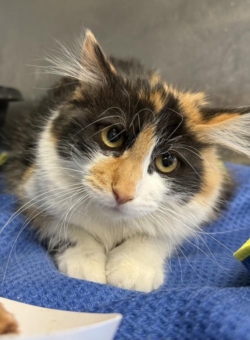 BJORK BISCUITS - Calico / Domestic Medium Hair available for adoption