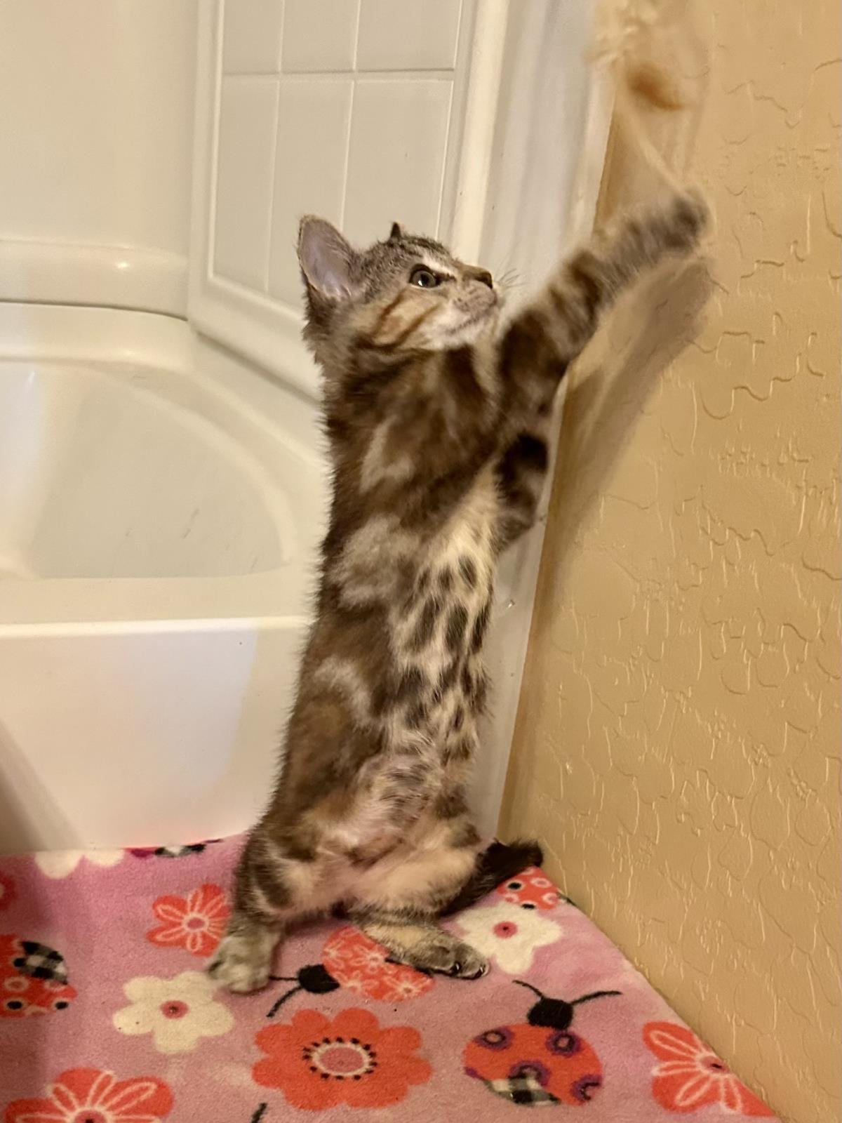 SHAWARMY SHAWARMA FOODIE - Domestic Short Hair available for adoption