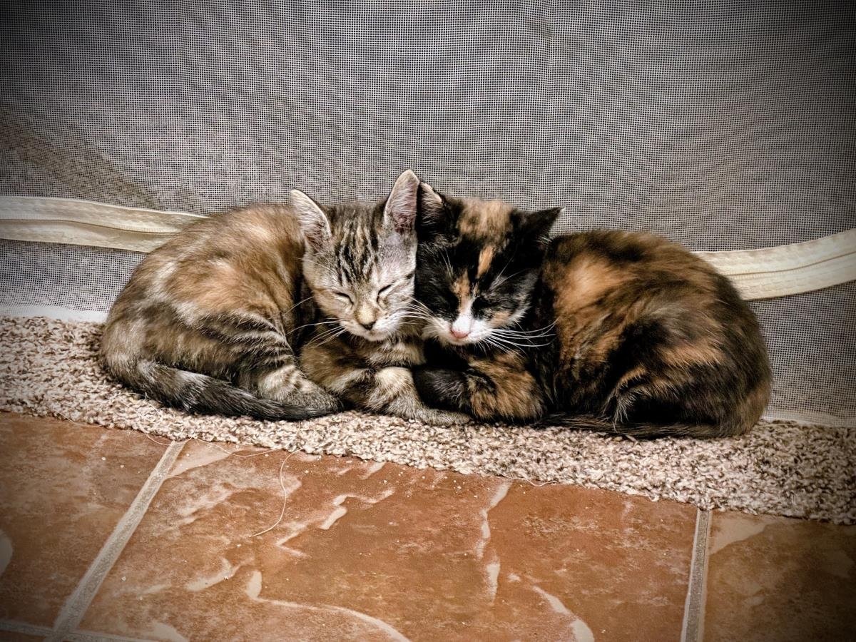 SHAWARMY SHAWARMA FOODIE - Domestic Short Hair available for adoption