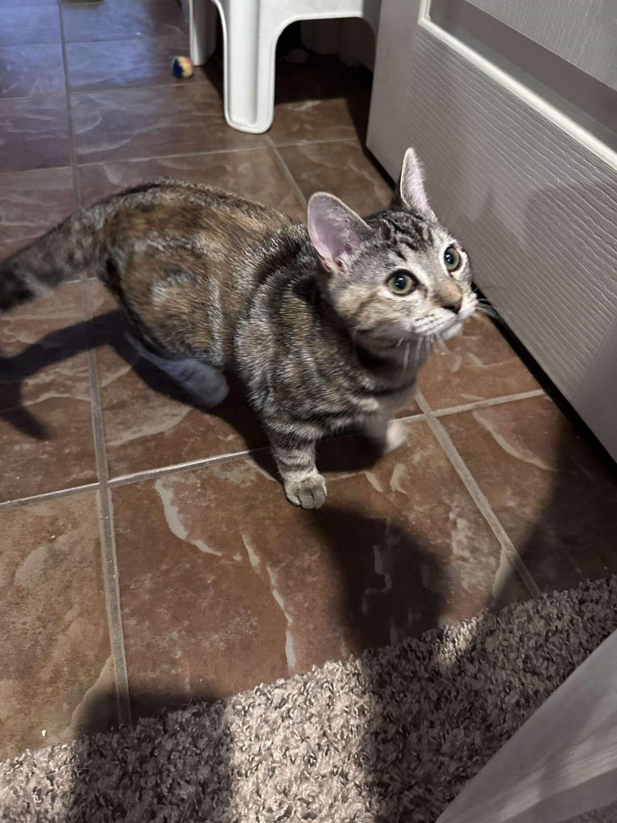 Shawarmy Shawarma Foodie - Photo 3