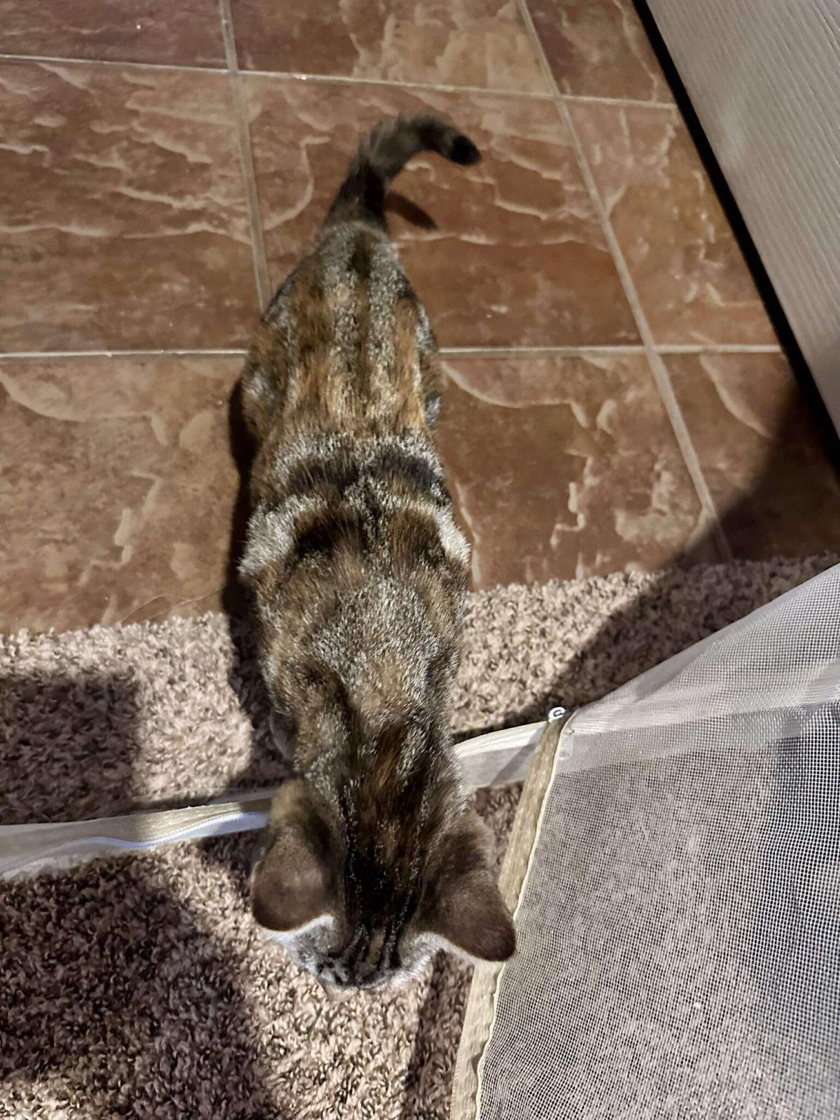 Shawarmy Shawarma Foodie - Photo 4