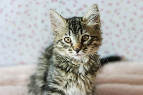LUCY CUDDLESTOO - Tabby / Domestic Medium Hair available for adoption