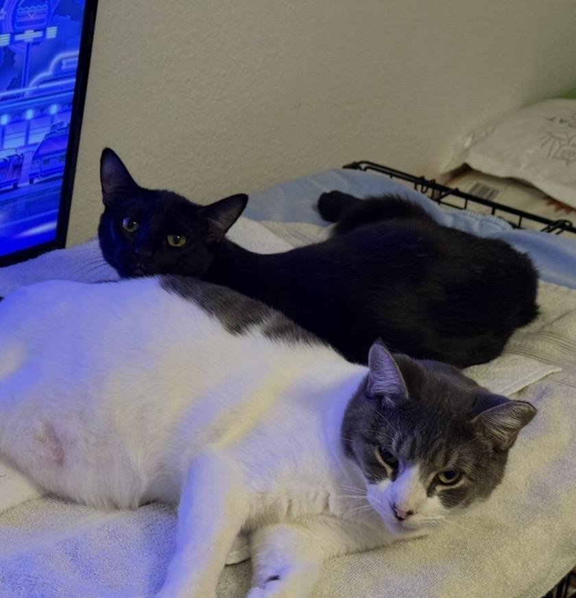 RUNNER SOL - Domestic Short Hair available for adoption