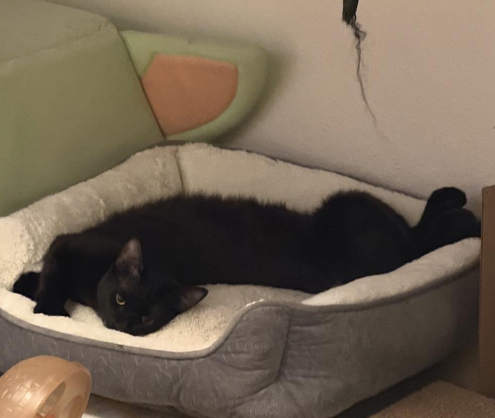 Runner Sol - Photo 3