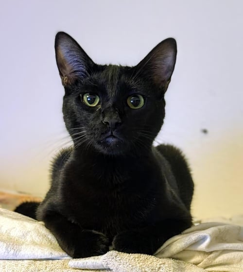 RUNNER SOL BONDED TO WISPY PUFF - Domestic Short Hair for adoption in Chandler