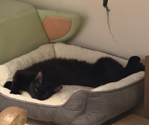RUNNER SOL BONDED TO WISPY PUFF - Domestic Short Hair available for adoption