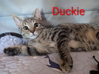 Duckie Heber - Photo 2