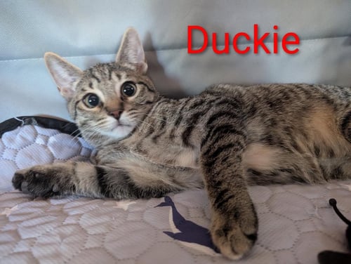 DUCKIE HEBER - Domestic Short Hair available for adoption