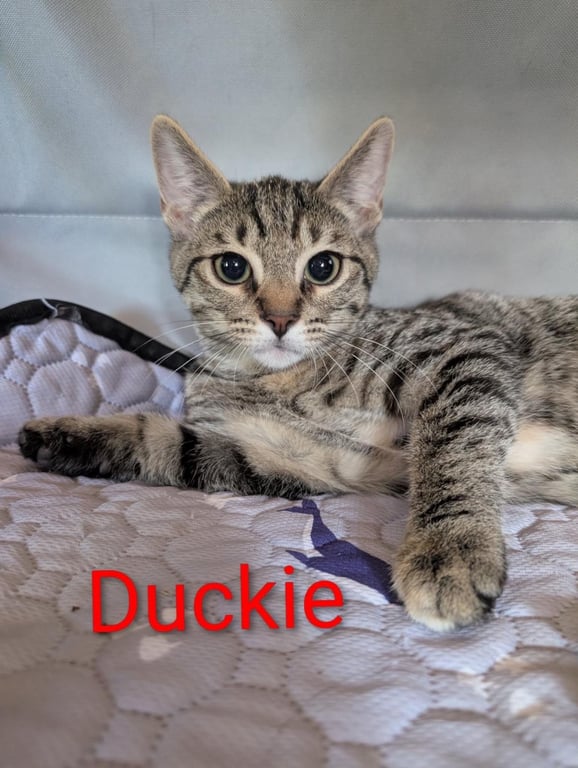 Duckie Heber Image