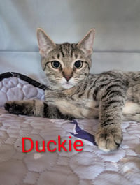 Duckie Heber - Photo 1