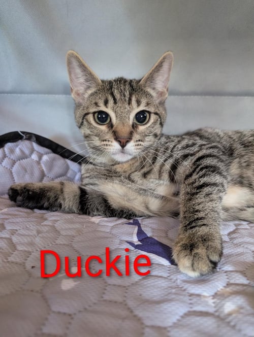 DUCKIE HEBER - Domestic Short Hair available for adoption