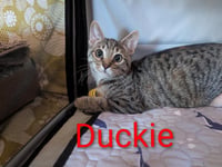 Duckie Heber - Photo 3