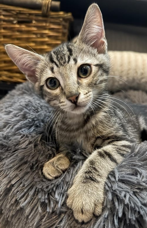 CHARLIE-BROWN PEANUTS - Domestic Short Hair / Tabby for adoption in Chandler