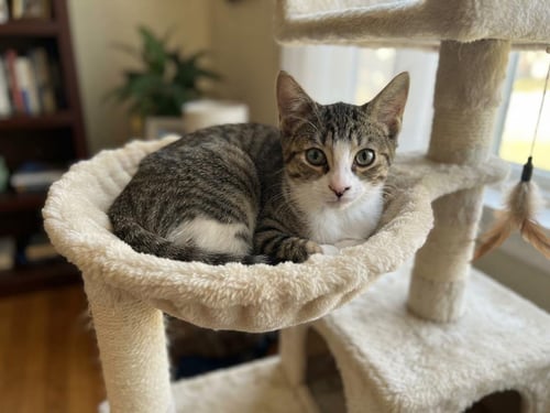 SHARK BAIT - Domestic Short Hair / Tabby available for adoption