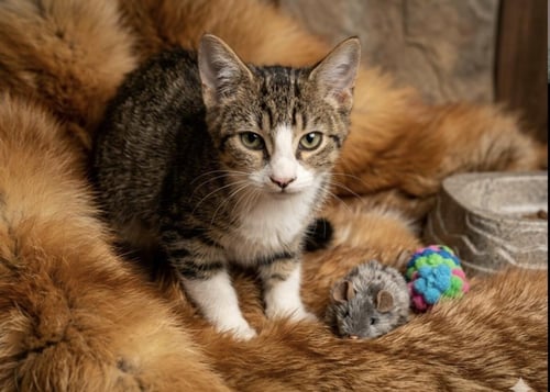 SHARK BAIT - Domestic Short Hair / Tabby available for adoption