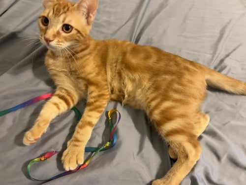 OZZY MOON - Domestic Short Hair / Tabby available for adoption
